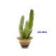 7.5 inches CARALLUMA JOANNIS ON GLASS POT W/ COLORED SAND