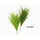 21 inches BIRD NEST GRASS BUSH X 9 W/90 LVS