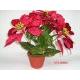 41CM SHINING VELVET POINSETTIA X 5 W/PLASTIC POT
