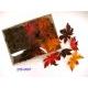 MAPLE LVS (COATED) X 72 LVS MIXED COLOR IN WHITE BOX W/PVC COVER