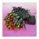 Light Set, KK-00335