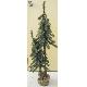 Double Alpine Tree, KWI0601170