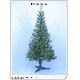 Christmas Trees, kwi0600005