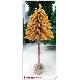 Christmas Trees, kwi0900002