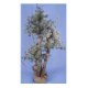 Christmas Tree, KWI0601228