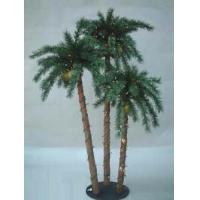 Coconut palm 6ft tree