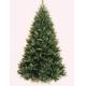 Elkhorn pine 7ft (2.10M) tree