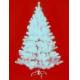 Noble white pine 6ft (1.80M) tree