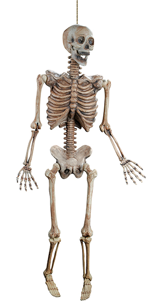 60 inches Skeleton