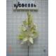 Hand-made Poinsettia