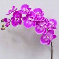 Super Orchid x9 41 inches # Lt. Purple