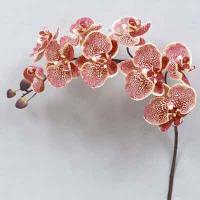 Super Orchid x9 41 inches # Net. Coffee