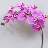 Super Orchid x9 41 inches # Orchid