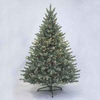 Sherwood Blue Spruce 5' Ltd Tree