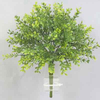 54 inches Caladium Bush x 10 w/52 Lvs Green/Red