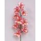 Sell Cymbidium 34 inches