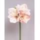 Sell Amaryllis x 3frs 29 inches