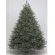 Sell Royal Knight Blue Spruce 7' ltd tree