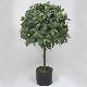 30 inches Bayleaf Single Topiary on Plastic trunk in pot # Green