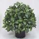 Single Topiary in pot # (no trunk) Green, 12287