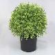 28 inches Boxwood Single Topiary in pot # (no trunk) Green