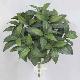 36 inches Caladium Plant w/108 Lvs Green/Red
