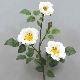 Wild Rose Spray # White