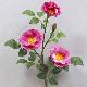 Wild Rose Spray # Dk. Pink