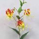 Gloriosa 34 inches # Orange Red