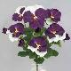 Pansy bush 14 inches # White/Purple
