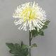 Plastic Single Fuji Mum 26 inches # White