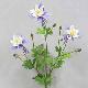 Columbine 31.5 inches # White/Blue