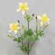 Columbine 31.5 inches # Yellow