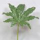 Soft Touch Fatsia Leaf 22 inches # Green
