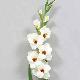 Gladiolus 36 inches # White