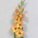 Gladiolus 36 inches # Orange
