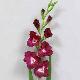 Gladiolus 36 inches # Violet