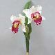 Cattleya Orchidx2 17 inches # White/Red center