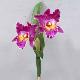 Cattleya Orchidx2 17 inches # Orchid