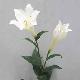 Lilium Longiflorum 38 inches # White