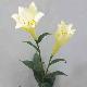 Lilium Longiflorum 38 inches # White/Yellow Stripe