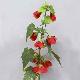 Abutilon 27 inches # Red