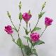 Lisianthus 31 inches # Violet