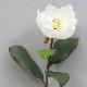 Single Magnolia 28 inches # White, 33519