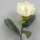 Single Magnolia 28 inches # Cream