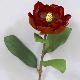 Single Magnolia 28 inches # Red