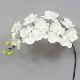 Super Orchid x9 41 inches # White
