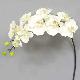 Super Orchid x9 41 inches # Cream/Yellow