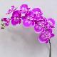 Super Orchid x9 41 inches # Lt. Purple