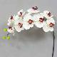 Super Orchid x9 41 inches # Cream/But